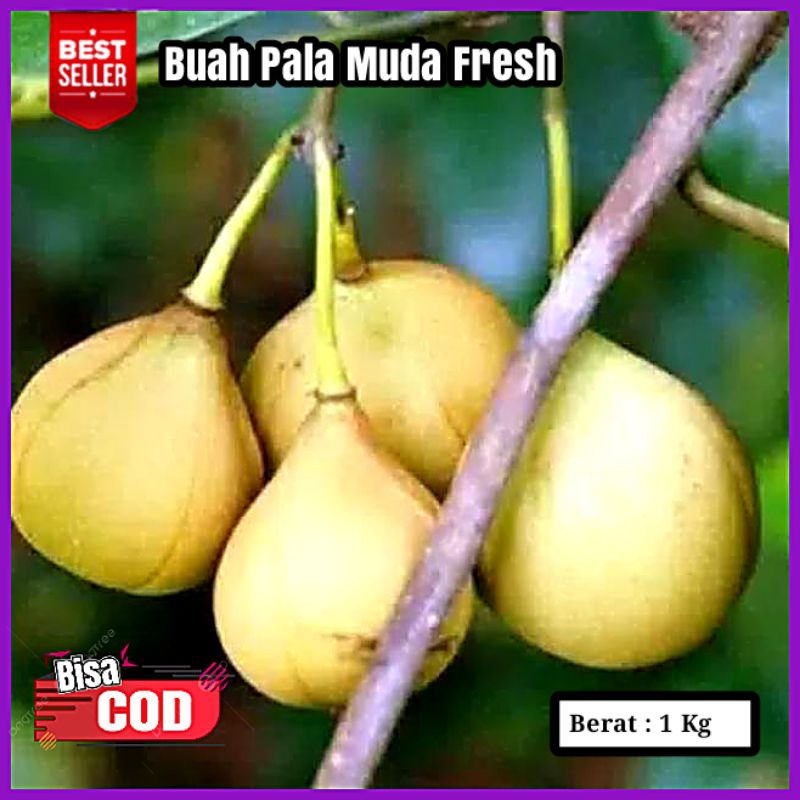 

Buah Pala Muda Fresh 1 kg Untuk Herbal dan Manisan