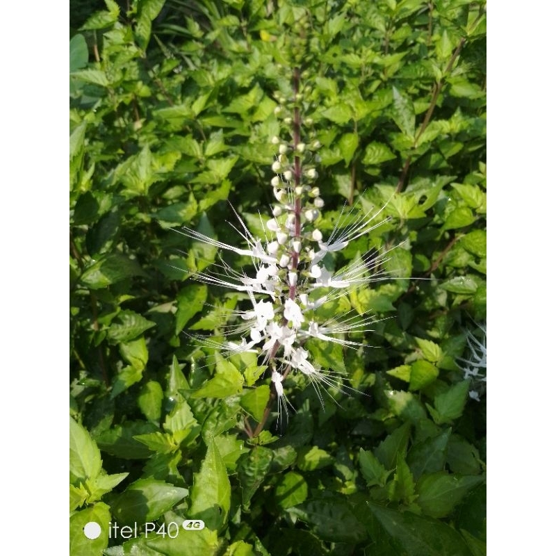 

Daun kumis kucing segar 100 gr alami organik