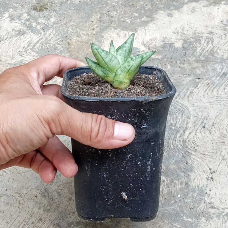sansevieria boncel new clone