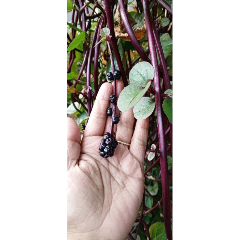 

Bibit Binahong Merah segar matang dari pohon isi 100 biji