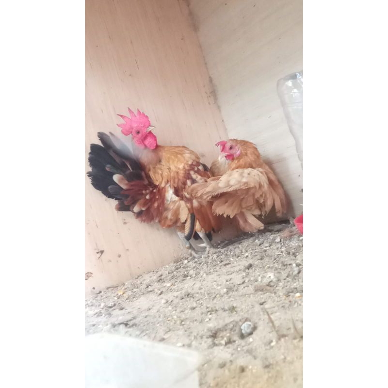 ayam Serama sepasang asli