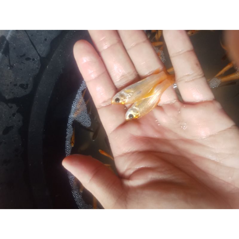 bibit nilem terapi lemon