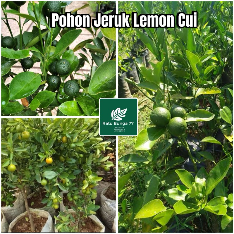 Pohon jeruk lemon cui