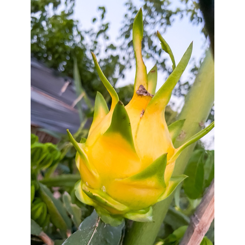 

Buah Naga GOLDEN / Naga Kuning. Fresh, order langsung petik.