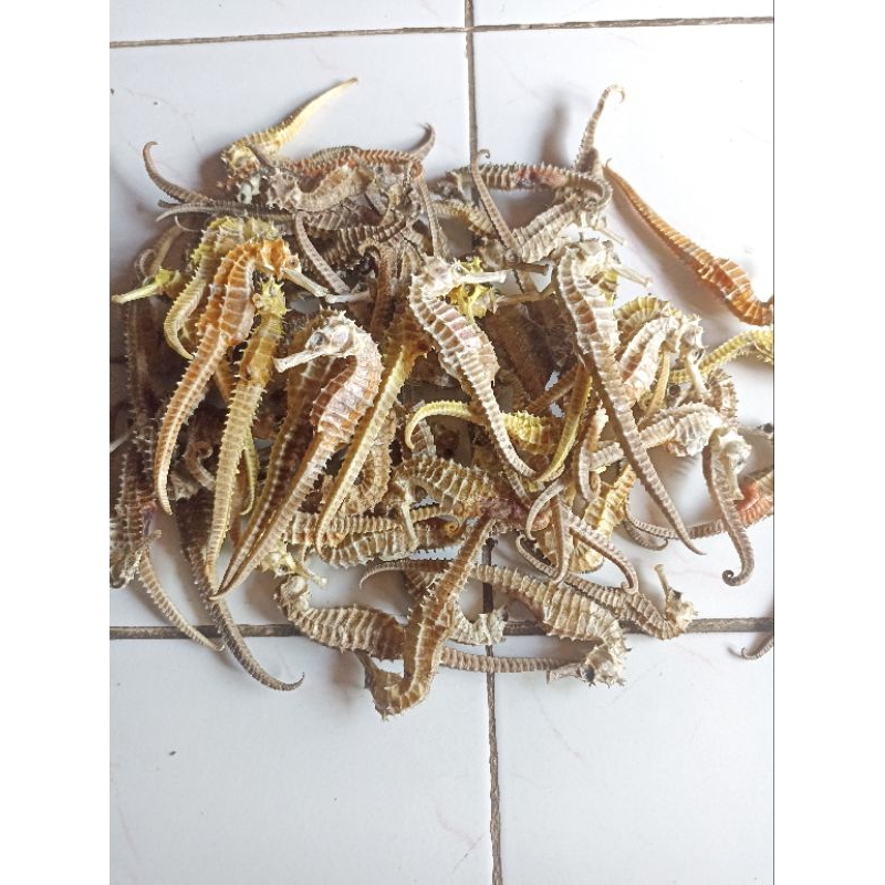 

kuda Laut Kering 100grm Original 100%