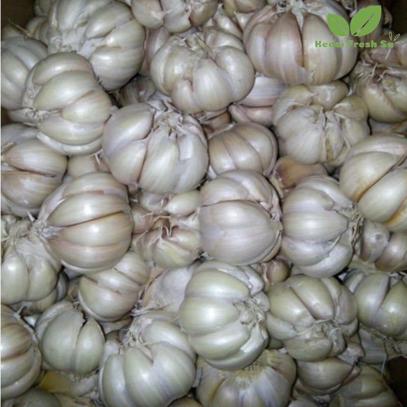 

Bawang Putih