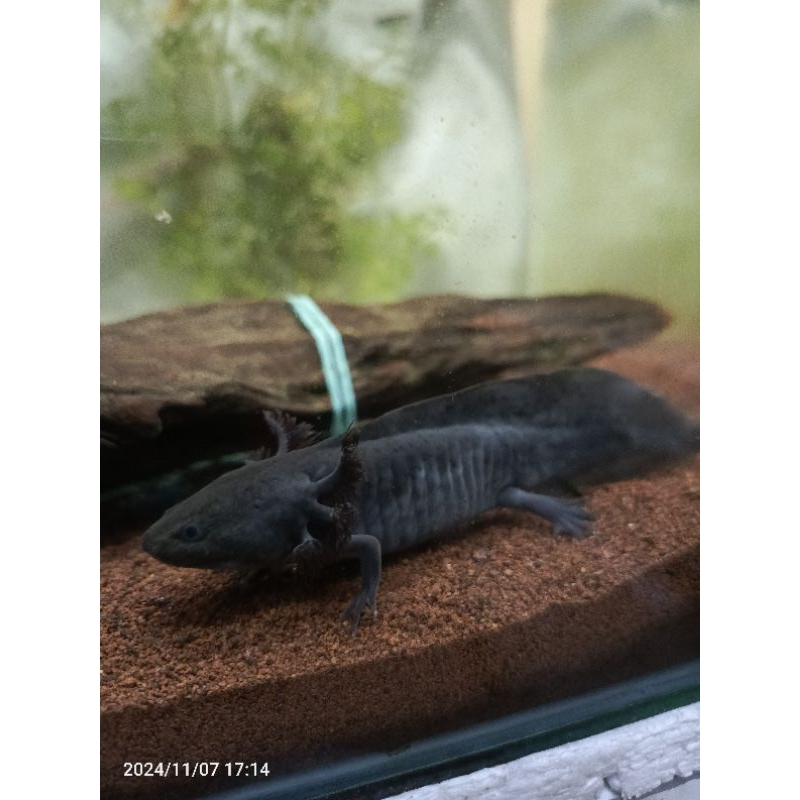 AXOLOTL MELANOID HITAM PEKAT