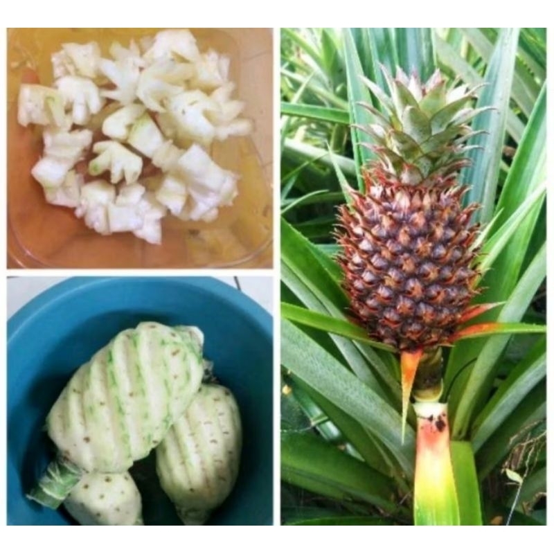 

nanas muda/nanas pager