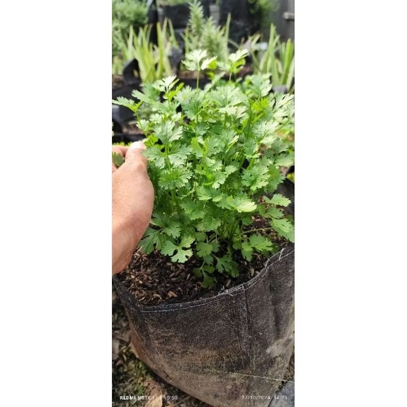 

Petikan daun ketumbar/ coriander