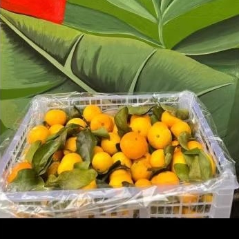 

Buah Jeruk Santang Birma Jual Per 1 BOK Krat