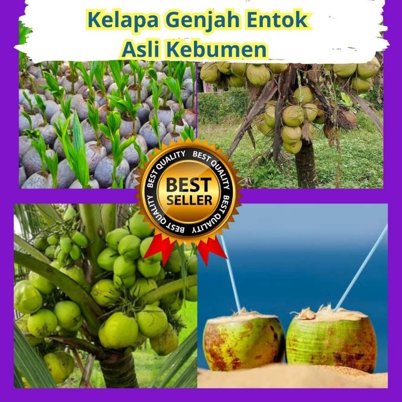 

ISI 5 Kelapa Ijo Asli, Kelapa Ijo Muda, Kelapa Ijo