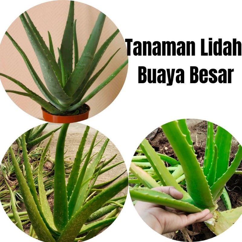 Pohon Lidah Buaya Besar, Pohon Lidah Buaya Jumbo, Tanaman Lidah Buaya Besar
