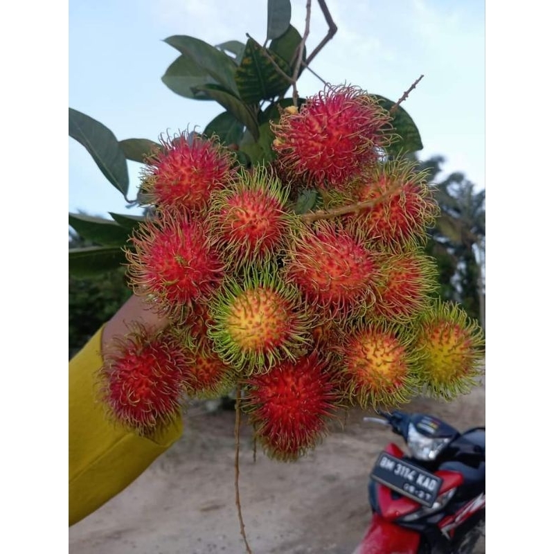 

buah rambutan binjai 1kg