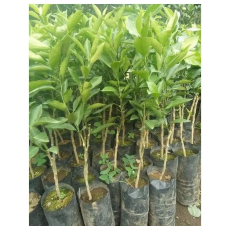 bibit jeruk santang madu atau limau manis