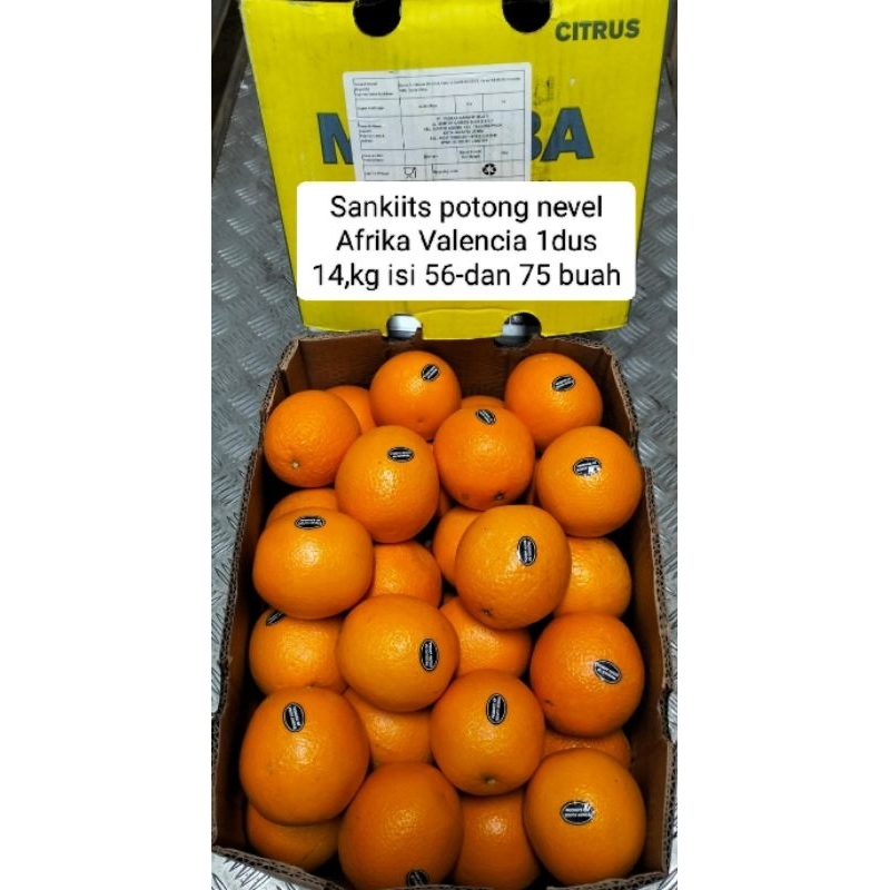 

Buah jeruk sankiits nevel potong per 1 Dus 14kg