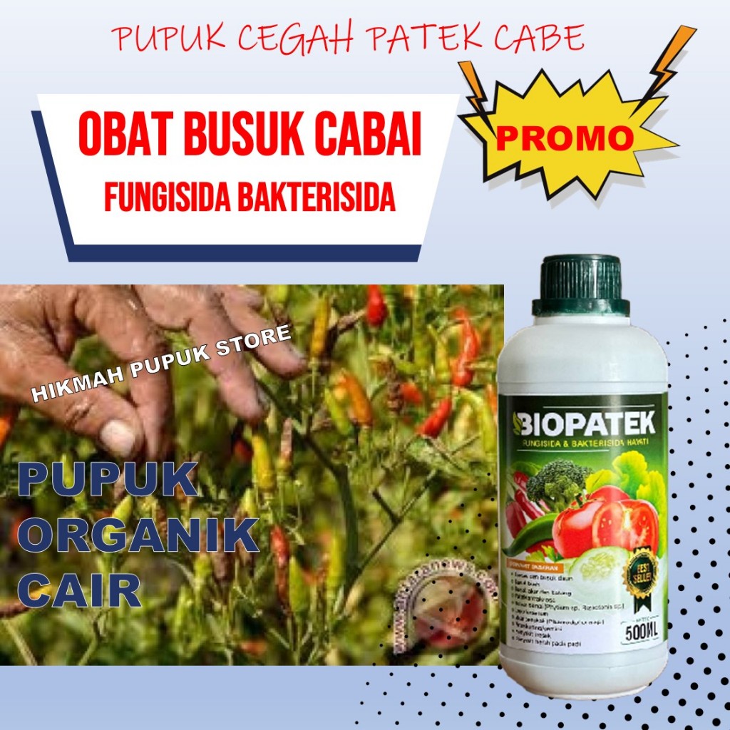 PROMO BUANAPATEK Atasi Busuk Buah Cabe Paling Laris Amankan Cabai dari Patek PUPUK ANTRAKNOSA/PATEK 
