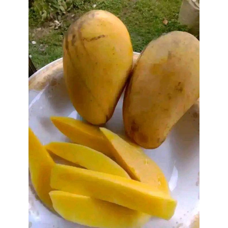 Mangga Chokanan