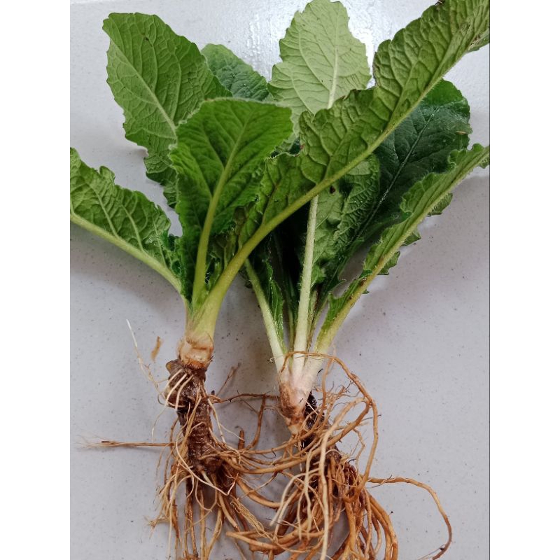 

DAUN tapak liman sama akar nya (perpohon)
