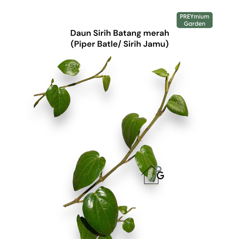 -PG- Bibit Sirih tangkai merah / Sirih merah / Sirih jamu by Preymium Garden