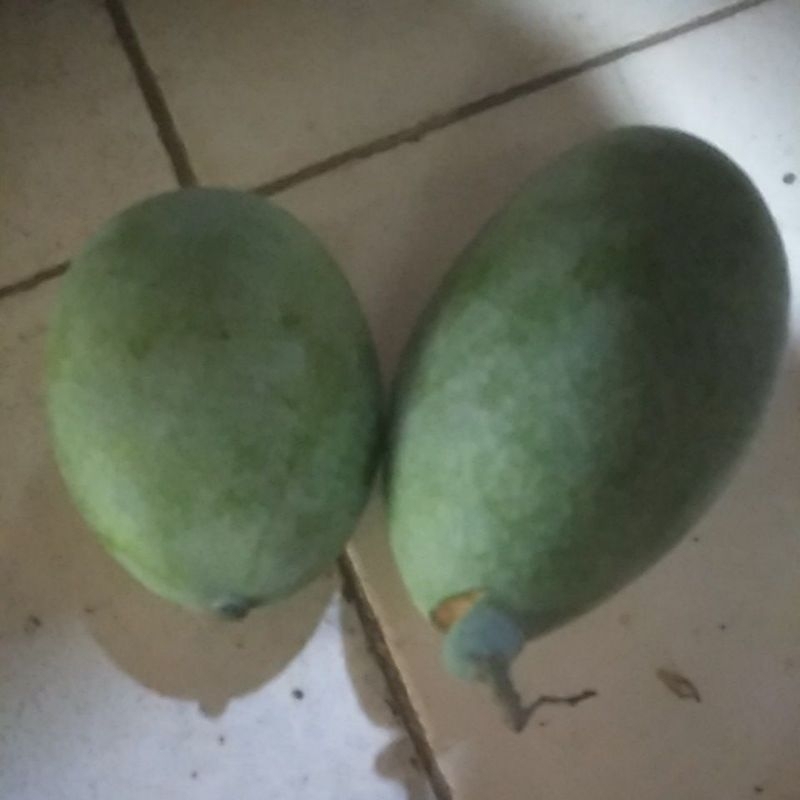 

mangga muda