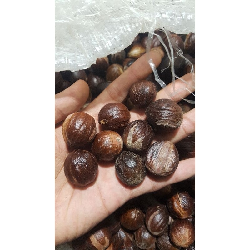 

biji pala lokal kering 100 gram belum d kupas masih ada cangkang, rempah terbaik termurah the best termurah harga grosir