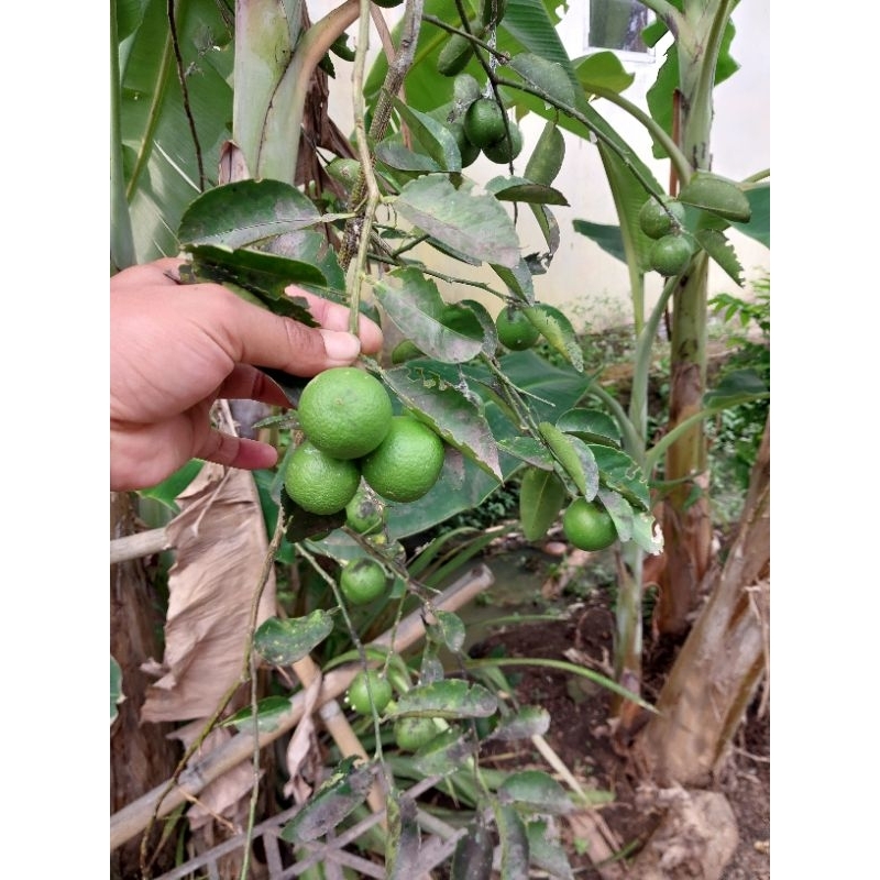 

JERUK BAYI/JERUK LEMON