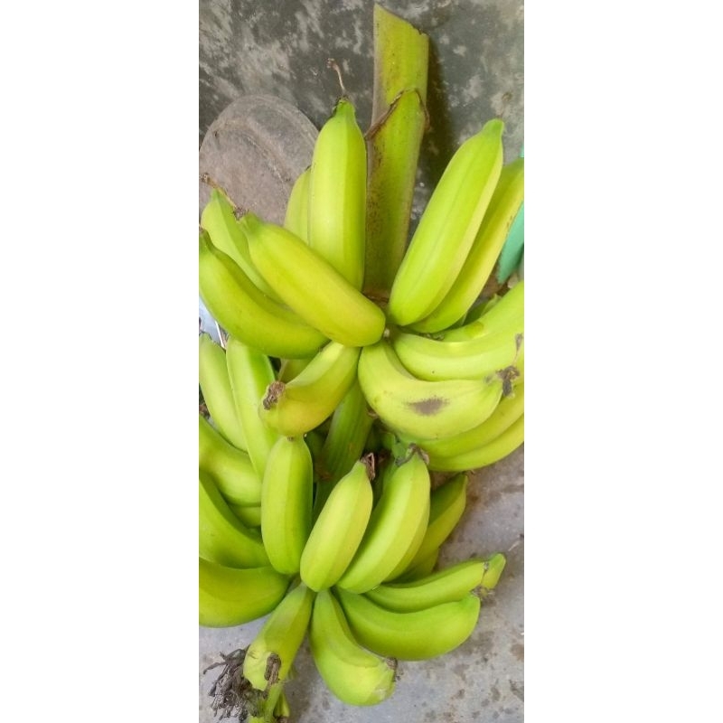 

Pisang Nangka Matang 1 kg