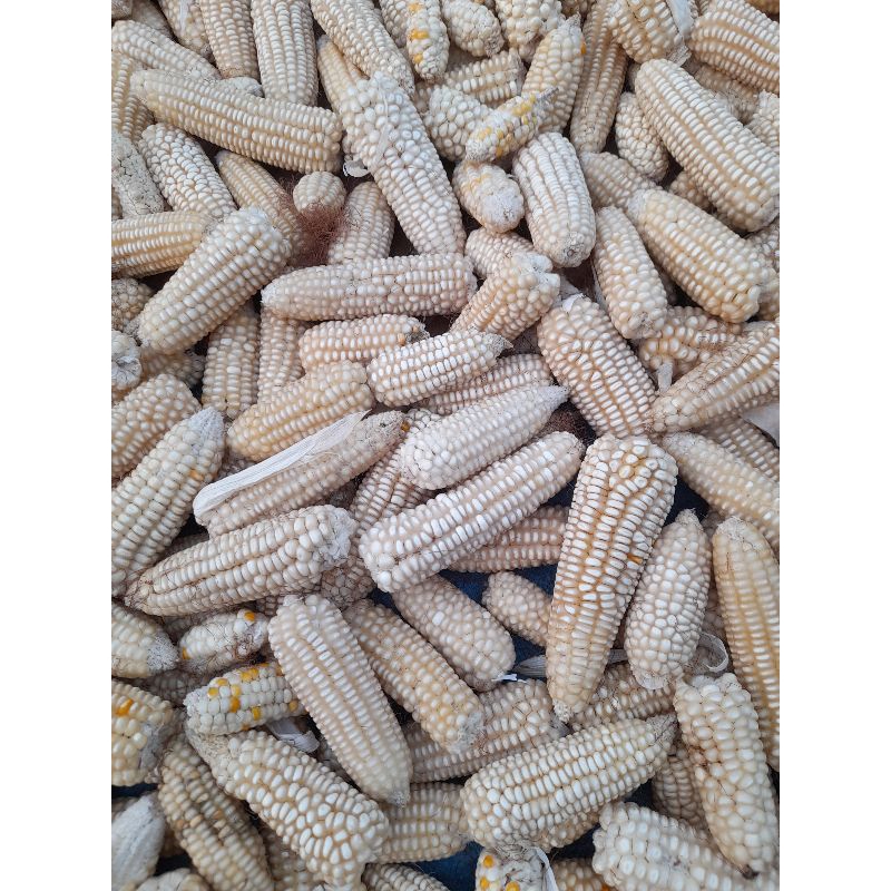 

1KG JAGUNG PUTIH PIPIL BERKUALITAS SUPER UNGGUL