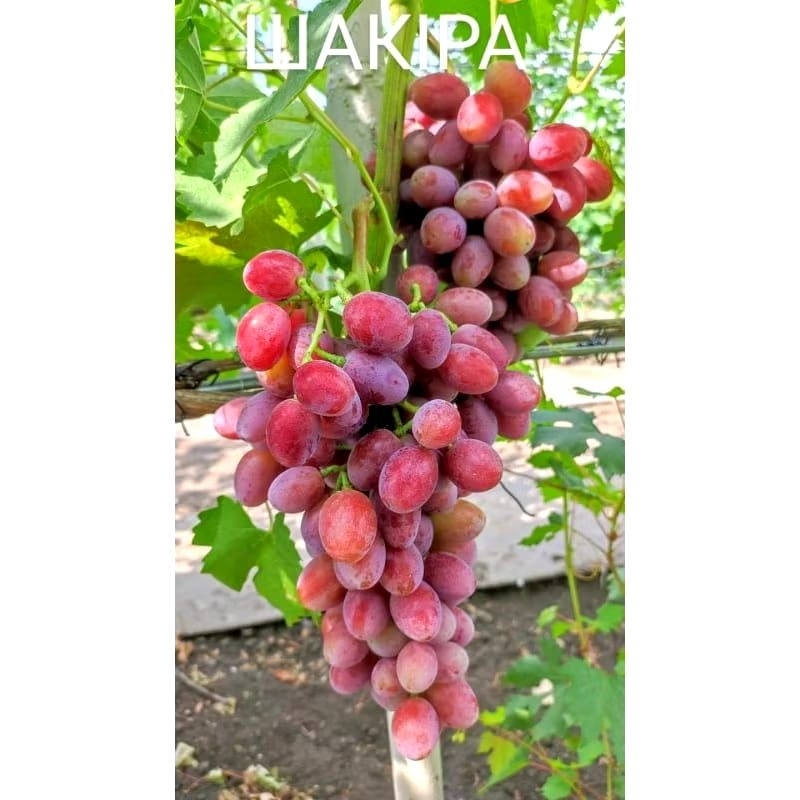 SHAKIRAA bibit anggur imporr RS imporr