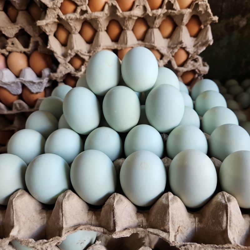 

Telur bebek asin 1 rak