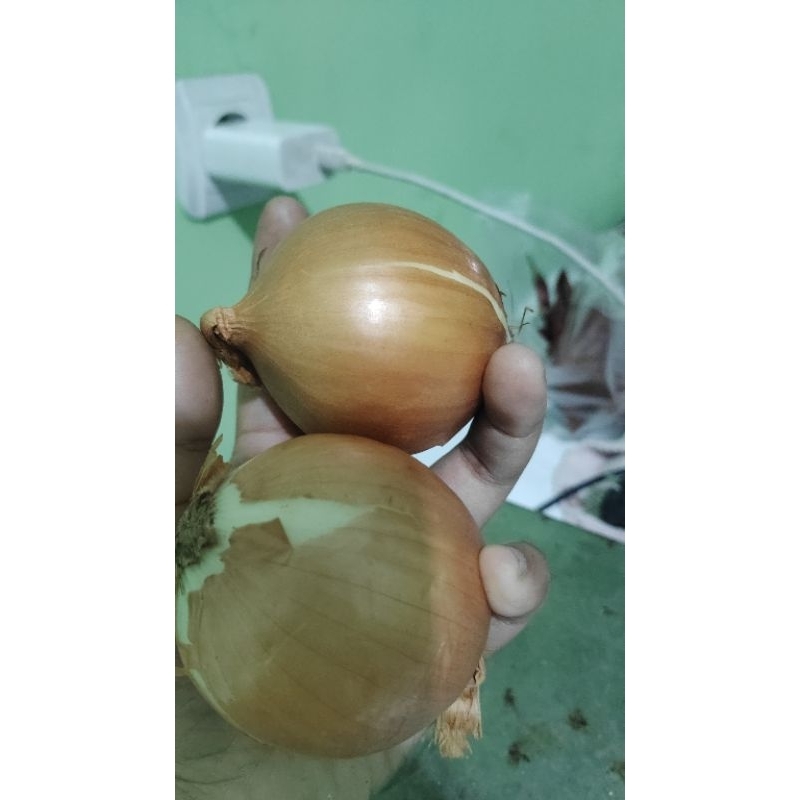 

bawang bombay 1kg