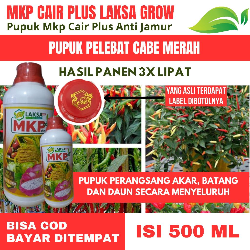 Pupuk Perangsang Pada Tanaman Cabe Rawit MKP CAIR LAKSA GROW - Obat Penyubur Cabe Rawit Paling Bagus