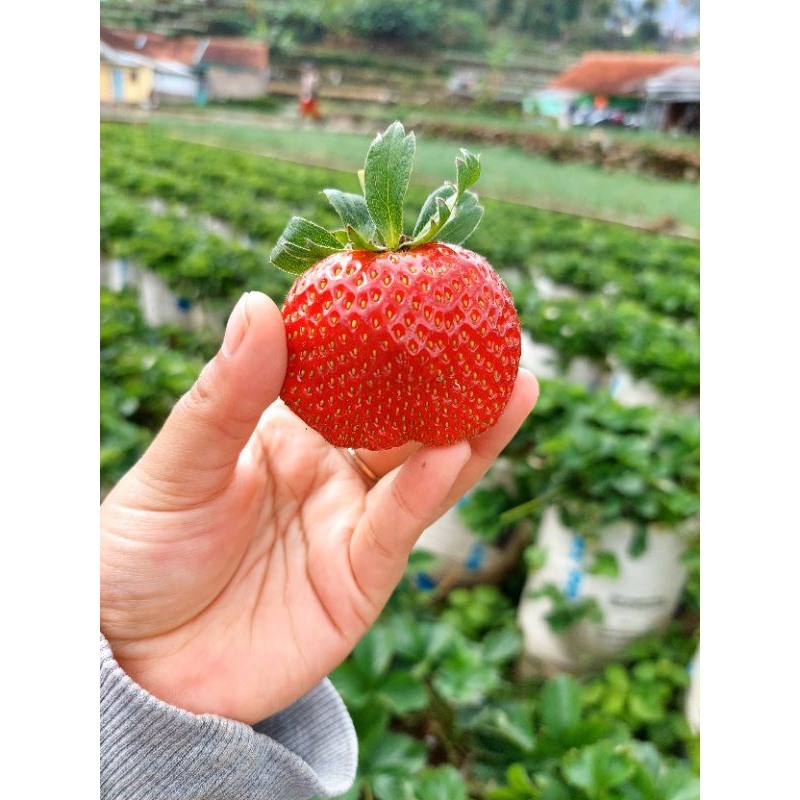 

STRAWBERRY 1KG GRADE A, BESAR BESAR DI PETIK LANGSUNG DARI KEBUN PANEN LANGSUNG