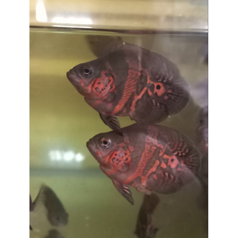 Oscar Tiger Short Body 5-6cm