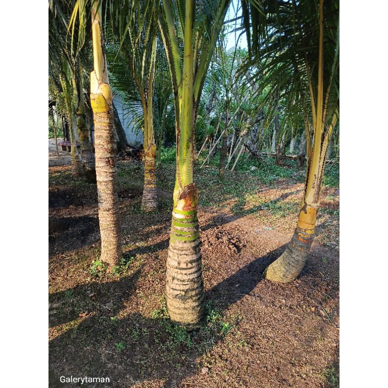 pohon kelapa kopyor//kelapa ijo kopyor