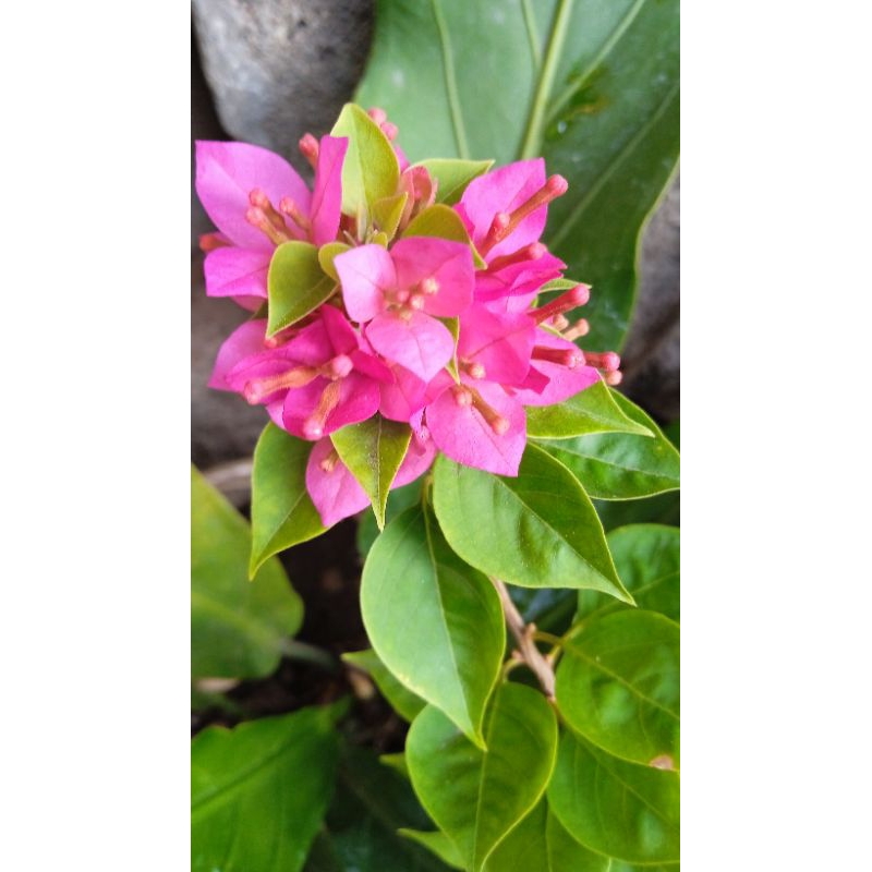 bugenvil sgp merah fanta