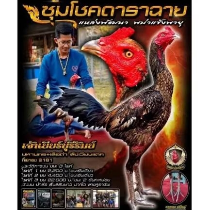 

Telur fertil ayam pama trah YEAR BURIRAM garansi fertil