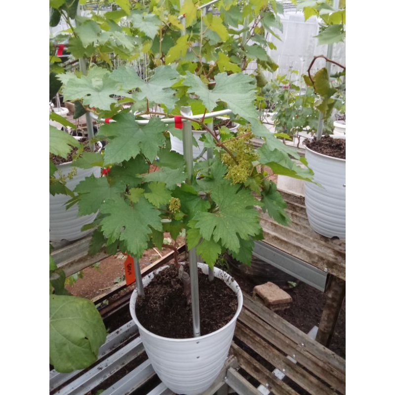 tabulampot anggur import berbunga