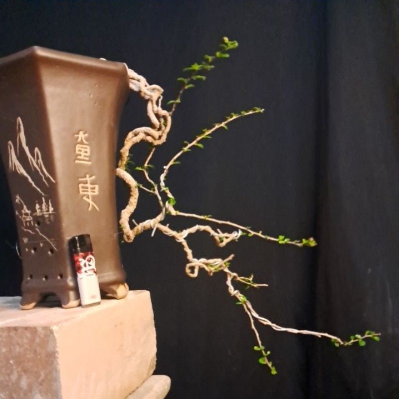 bonsai hokiantea micro,buah,atau import