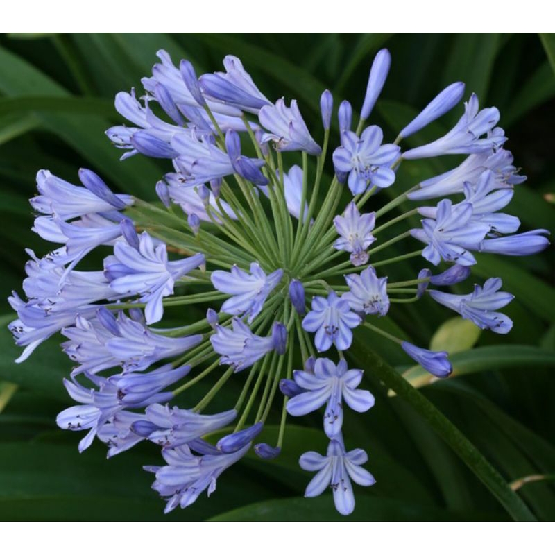 Bibit Tanaman Bunga Agapanthus Biru(Blue African Lily)