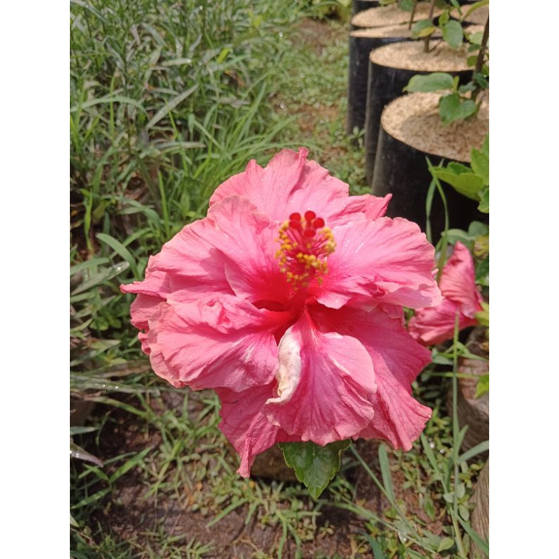 BUNGA SEPATU PINK KRIBO BANGKOK BESAR / KEMBANG SEPATU HOLLAND PINK TUMPUK BESAR