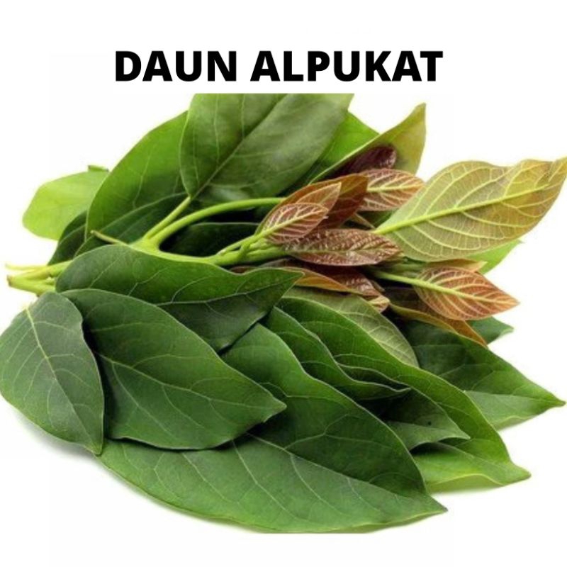 

Daun Alpukat Segar Non-Pestisida isi 100 Lembar Daun Buah Alpukat