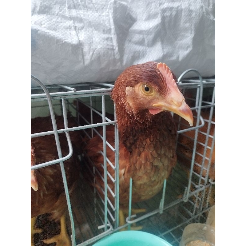 pullet ayam petelur usia 17 minggu