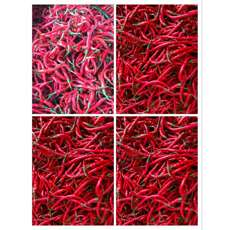 

1kg cabai merah keriting segar tahan lama