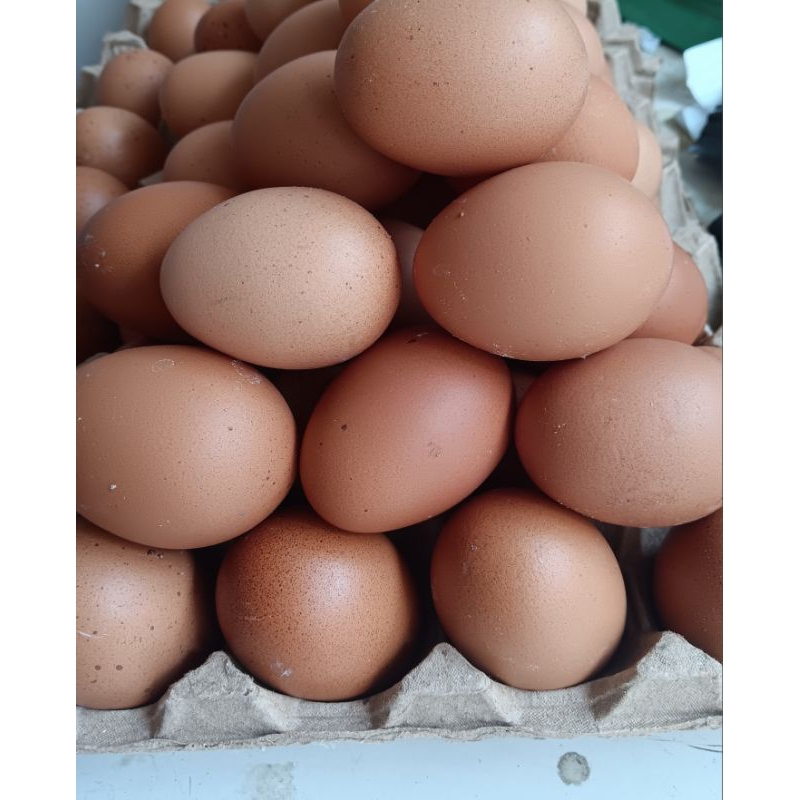 Telur/Telor Ayam Negeri Fresh Premium 10kg /Grosir & Eceran/Agen/Telur Murah