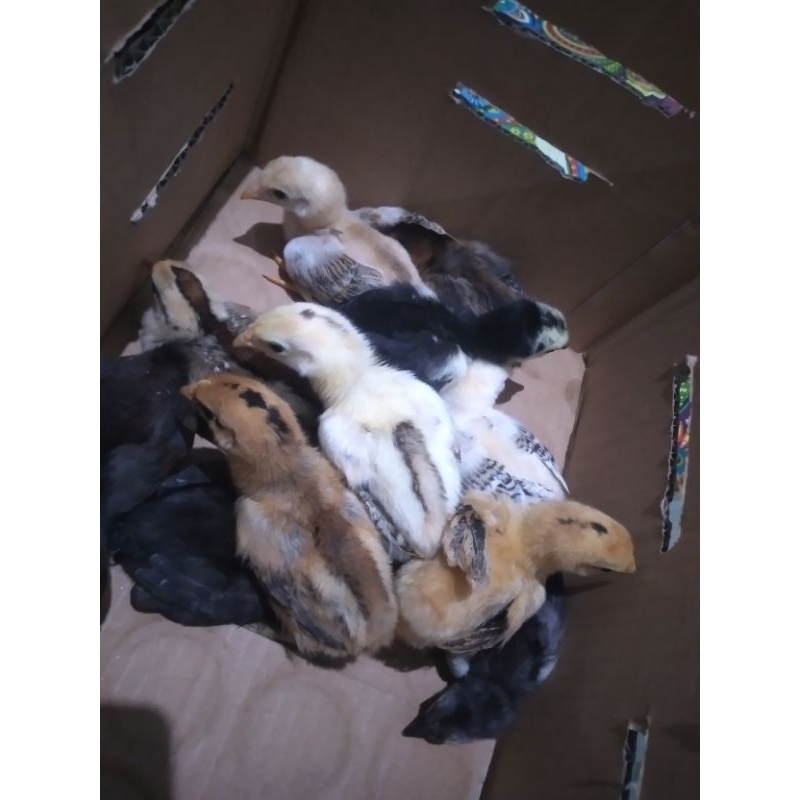 DOC AYAM KAMPUNG, ANAK AYAM KAMPUNG, GARANSI GANTI AYAM HIDUP, DOC AYAM KAMPUNG UNGGULAN KUB, ANAK A