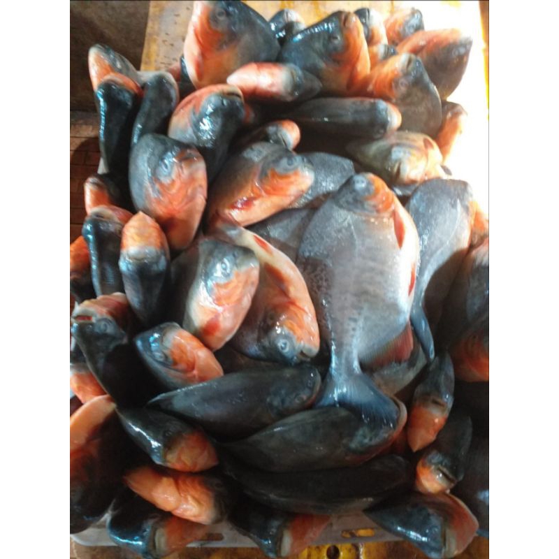 

IKAN BAWAL LAUT