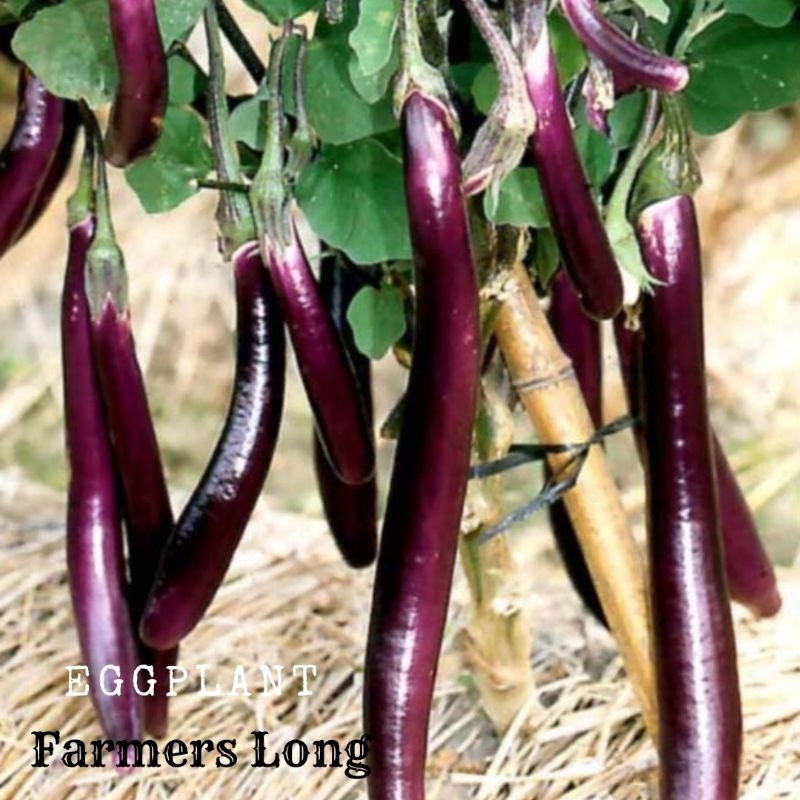Benih - Eggplant Farmers Long - Terong Ungu Panjang - 30 Biji