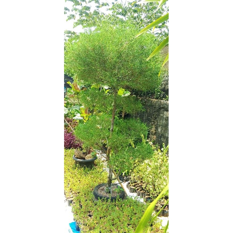 Bonsai Cemara udang bonsai taman Cemara udang 120cm