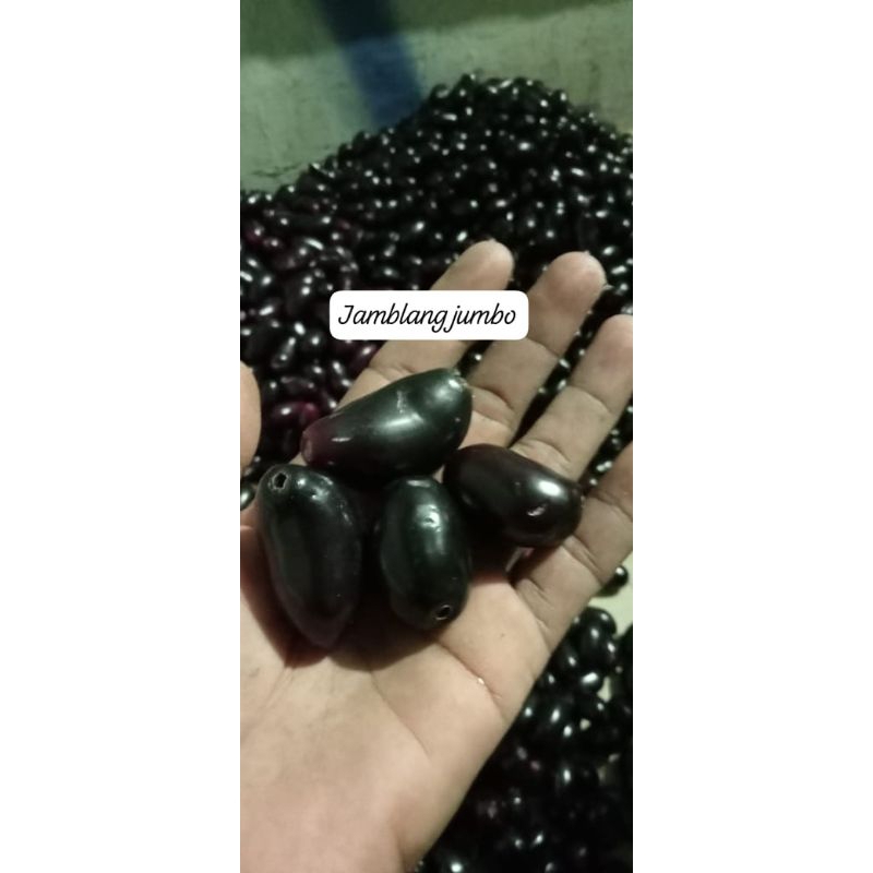 

BUAH JAMBLANG
